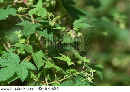 Jpanese Hop (humulus Japonicus) Flowers. Cannabaceae Dioecious Annual Vine Plants. The Flowering Sea