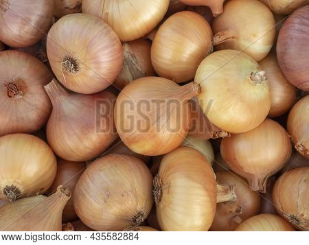 Bulb Onion Close-up. Fresh Harvest Of Onions. Agriculture. Background For Wallpaper.
