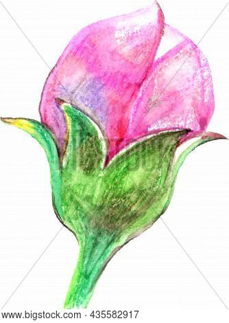 A Painted Sketch Of A Pink Apple Blossom Bud
