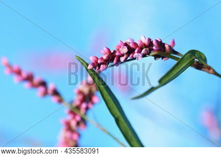 Creeping Smartweed (persicaria Longiseta) Flowers. Polygonaceae Annual Weed.