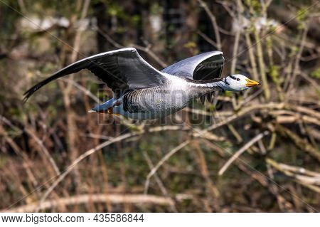 The Bar-headed Goose Flying Over A Lake At Munich. Anser Indicus Breeds In Central Asia In Colonies 