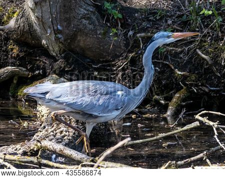 Grey Heron, Ardea Cinerea, A Massive Gray Bird Wading Through A Flat Lake Searching For Fish, With F