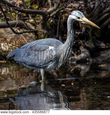 Grey Heron, Ardea Cinerea, A Massive Gray Bird Wading Through A Flat Lake Searching For Fish, With F