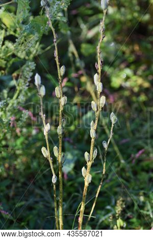 Sesame Cultivation. Pedaliaceae Annual Plants Are Nutritious Vegetables.