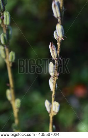 Sesame Cultivation. Pedaliaceae Annual Plants Are Nutritious Vegetables.
