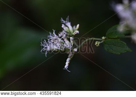 Boneset Flowers. Asteraceae Perennial　plants. Flowering Season August To October.