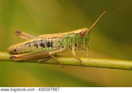 Closeup On A Green Female Of The Meadow Grasshopper, Chorthippus Parallelus, Sitting On A Twig
