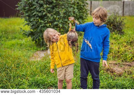 The Boys Found A Huge Beet In The Garden. Homeschooling, Natural Education Of Children, Unschooling