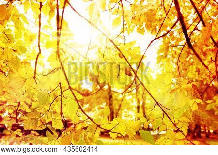 Leaves Beginning To Turn Yellow On A Tree Branch. Early Autumn. Selective Focus