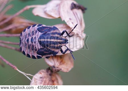 Closeup On A Nymph Of The Striped Bug, Graphosoma Lineatum On A Dried Plant