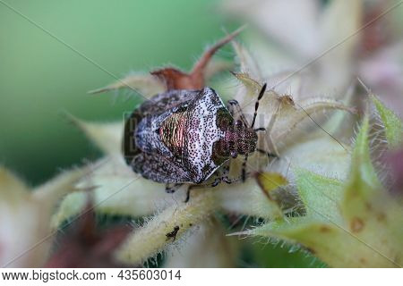 Closeup Of And Adult Woundwort Shieldbug, Stagonomus Venustissimus Sitting On It's Hostplant In The 
