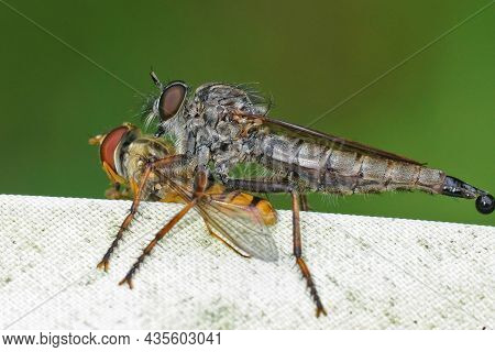 Closeup On A Tolmerus Atricapillus Robberfly Feeding On A Captured Marmalade Hoverfly, Episyprhus Ba