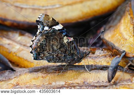 Closeup Of The  Vanessa Atalanta Butterfly, Feeding On A Rotten Banana In The Garden