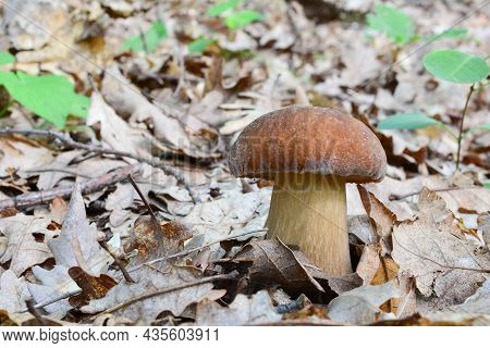One Single Well Developed Specimen Of Boletus Aereus, The Dark Cep Or Bronze Bolete, Highly Prized A