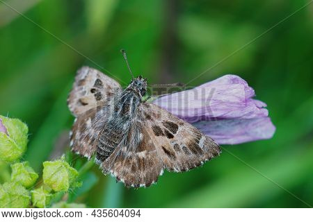 Closeup Of The Mallow Skipper Butterfly, Carcharodus Alceae Sitting On A Pink Flower Of It's Host Pl