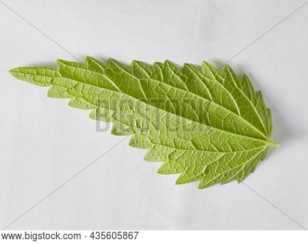 A Green Nettle Leaf On A White Background Taken In Close-up Can Be Used By The Designer.