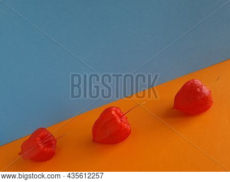 Three Physalis Flowers On An Orange And Blue Background