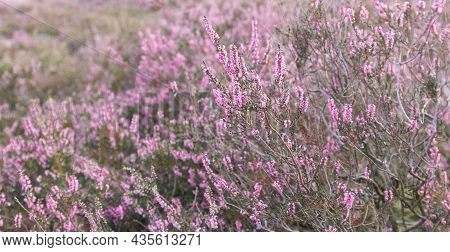 Common Heather Flowers, Calluna Vulgaris, L Neburg Heath, Lueneburger Heide, Germany