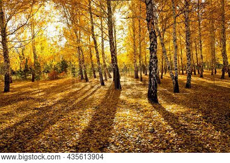 Autumn Landscape With Bright Yellow Leaves Paint. A Ray Of Sunshine Among The Foliage And Branches. 