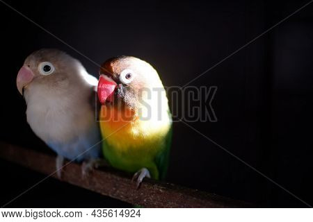 Bird Couple On The Cage In Indonesia