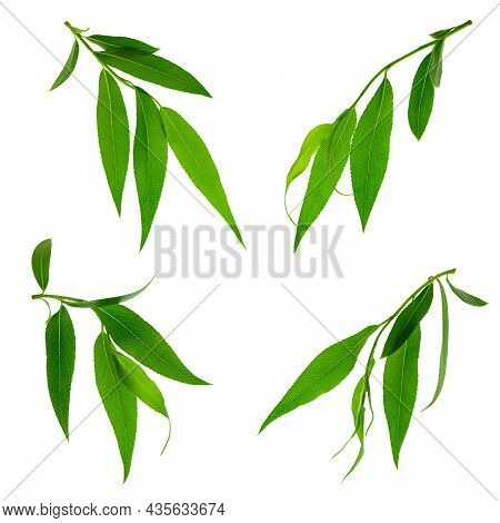 Green Leaves Isolated On White Background. Young Leaves Of Green Trees . Willow. Spring. Green Leave