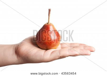 Pear On Hand Isolated On White Background