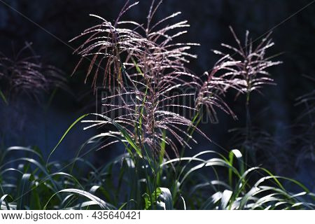 Japanese Pampas Grass Is A Japanese Autumn Tradition. You Can See Japanese Pampas Grass Swaying In T