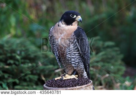 Closeup View Of A Peregrine Falcon On A Perch