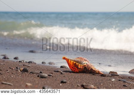 Charonia Tritonis Clam On The Sand. Triton Is Very Large Predatory Marine Gastropods Snail In The Ge