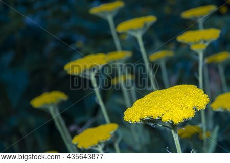 Yellow Flowers Of Fernleaf Yarrow In A Summer Garden