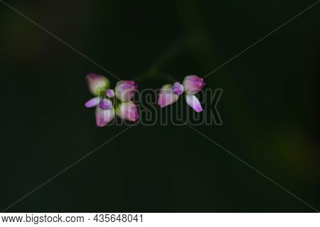 Persicaria Senticosa Flowers. Polygonaceae Annual Vine. It Has Sharp Thorns On Its Stems And Leaves,