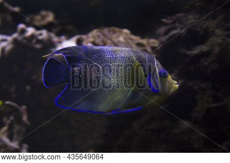 Koran Angelfish, Semicircle Angelfish (pomacanthus Semicirculatus) In Aquarium.
