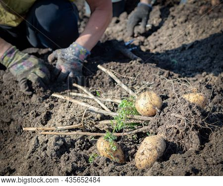 A Potatoes Harvesting At The Farm Naturalistic Coloured