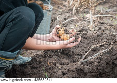 A Potatoes Harvesting At The Farm Naturalistic Coloured