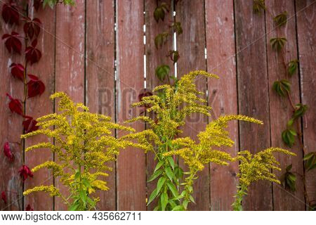 Parthenocissus Quinquefolia, Known As Virginia Creeper, Victoria Creeper, Five-leaved Ivy. Red Folia