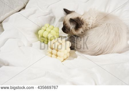 A Small Beige Colored Ragdoll Baby Kitten Cat On White Sheets Smelling On White Bubble Candles