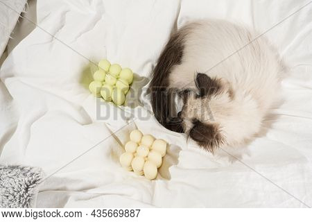 A Small Beige Colored Ragdoll Baby Kitten Cat On White Sheets Smelling On White And Green Bubble Can