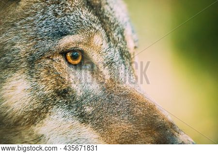Close Up Eye Pupil Of Canis Lupus, Gray Wolf, Grey Wolf. Wolf Eye.