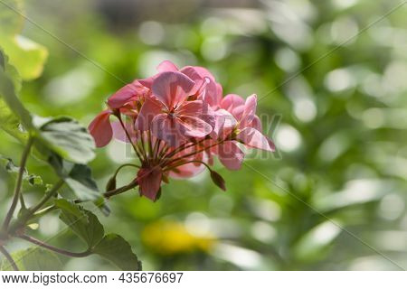 Geranium. Small Pale Pink Flowers. Floral Background. Pink Flowers Of Homegrown Violets In A Pot. Bo