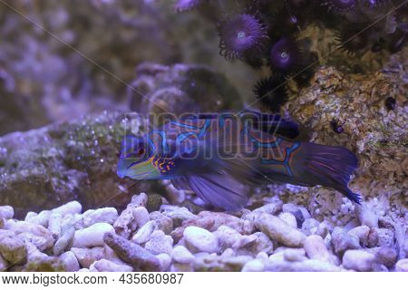 A Male Mandarin Fish In A Saltwater Aquarium.