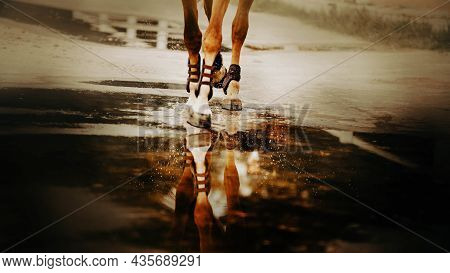 A Sorrel Horse With Bandages On Its Feet Walks Through A Puddle, Stepping Hooves On The Water Surfac