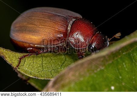Adult June Beetle Of The Subfamily Melolonthinae