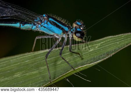Adult Narrow-winged Damselfly