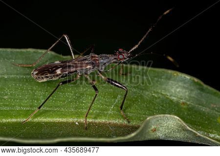 Dirt-colored Seed Bug Of The Subfamily Rhyparochrominae