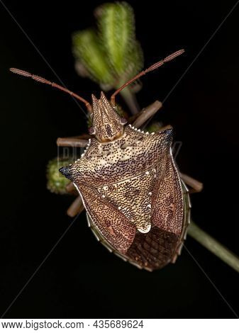 Adult Green Belly Bug Of The Species Diceraeus Melacanthus