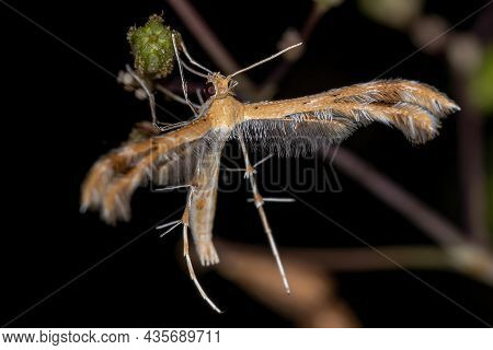 Adult Plume Moth Of The Family Pterophoridae