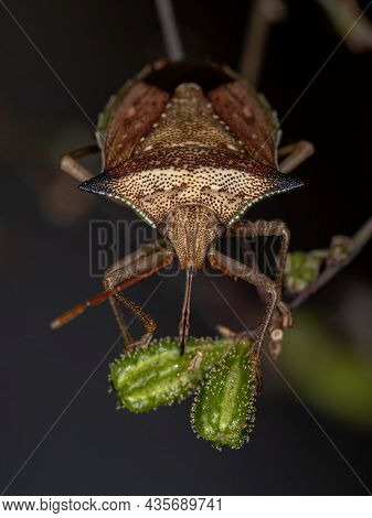 Adult Green Belly Bug Of The Species Diceraeus Melacanthus
