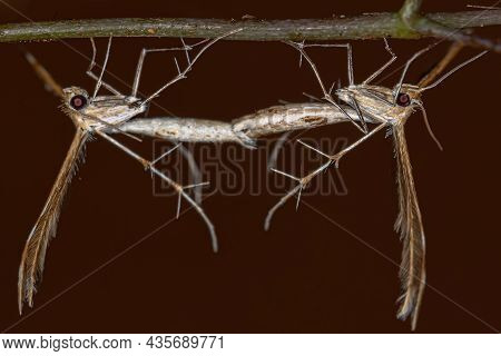 Adult Plume Moth Of The Family Pterophoridae Coupling