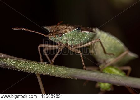 Adult Green Belly Bug Of The Species Diceraeus Melacanthus Coupling