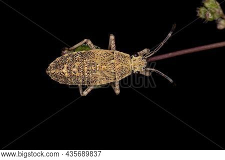 Leaf-footed Bug Nymph Of The Species Catorhintha Guttula
